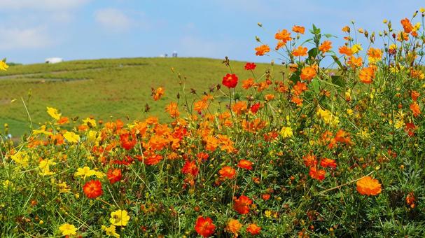 ひたち海浜公園・黄花コスモスの花&コキア ひたち海浜公園・黄花コスモスの花&コキア 初秋,国営ひたち海浜公園,キバナコスモスの写真素材
