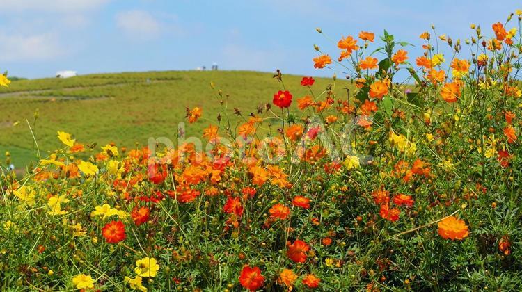 ひたち海浜公園・黄花コスモスの花＆コキア 初秋,国営ひたち海浜公園,キバナコスモスの写真素材