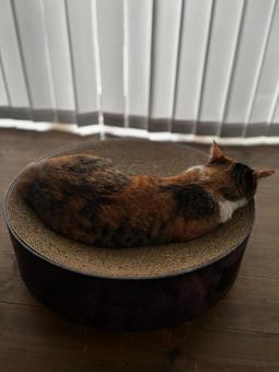 Calico cat back view, JPG