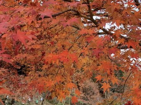 赤色紅葉 赤色紅葉の写真