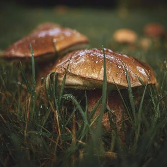 光と水滴が美しいドラマチックな茸の写真