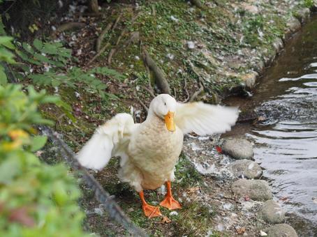 アヒルの羽ばたき 水鳥,アヒル,羽の写真素材