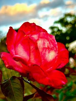 薔薇 薔薇,バラ,バラ園の写真素材