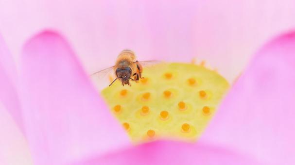 一匹の蜜蜂正面アップピンク色の蓮の花 一匹の蜜蜂正面アップピンク色の蓮の花の写真