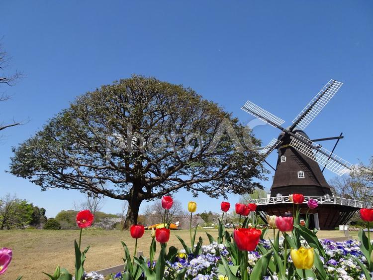 四月のアンデルセン公園-73 四月,ふなばしアンデルセン公園,千葉県船橋市の写真素材