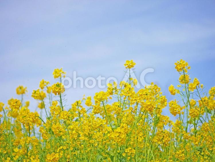 爽やかな春の青空と黄色い菜の花畑 菜の花,菜の花畑,青空の写真素材