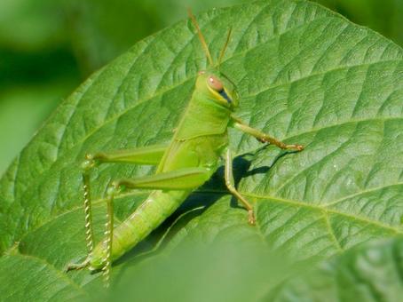 【昆虫写真】ツチイナゴ（土蝗） ツチイナゴ,土蝗,イナゴの写真素材