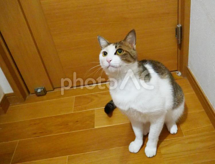 何かを狙っている猫３ ねこ,ネコ,動物の写真素材