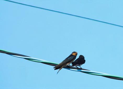 親鳥と子燕 親鳥と子燕 燕,燕の子,鳥の写真素材
