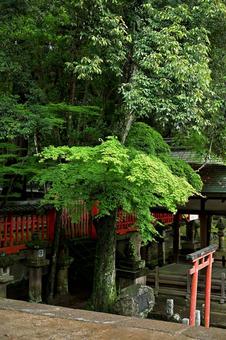 赤い鳥居と近くで伸びる緑の古木の写真