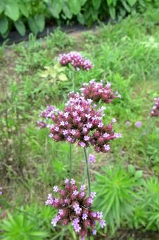 住宅の畑脇に咲くヤナギハナガサの花 住宅の畑脇に咲くヤナギハナガサの花の写真