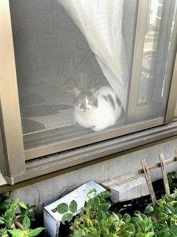 網戸越しに見つめる猫ちゃん 網戸越しに見つめる猫ちゃん 猫,家猫,保護猫の写真素材