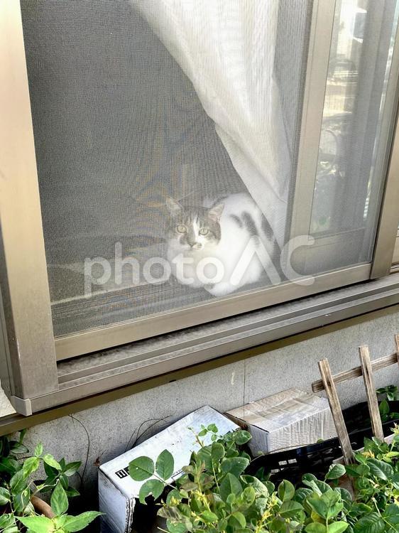 網戸越しに見つめる猫ちゃん 猫,家猫,保護猫の写真素材