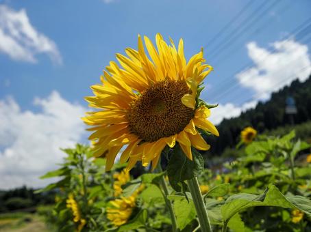 ヒマワリ畑の風景 ヒマワリ畑,向日葵,ひまわりの写真素材