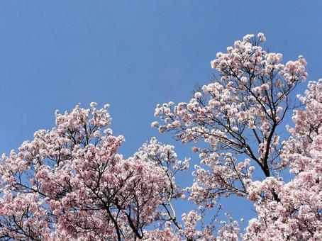 満開の桜と青空 満開の桜と青空の写真