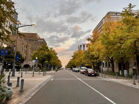秋の日本大通り 横浜,日本大通り,銀杏並木の写真素材