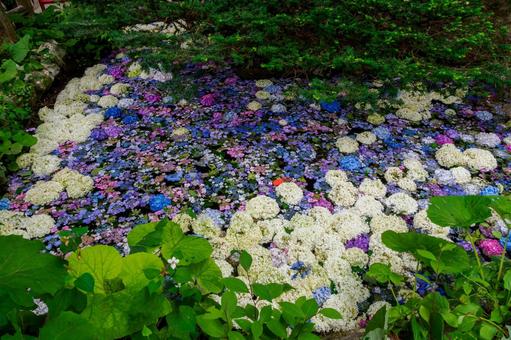 Photo, temple, hydrangea, pool, 