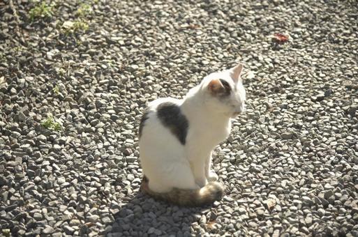 とある神社の猫さん③ 猫,地域猫,さくら猫の写真素材