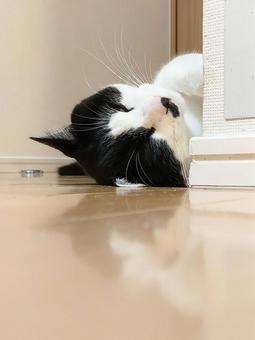 床でくつろぐハチワレ猫 床でくつろぐハチワレ猫の写真