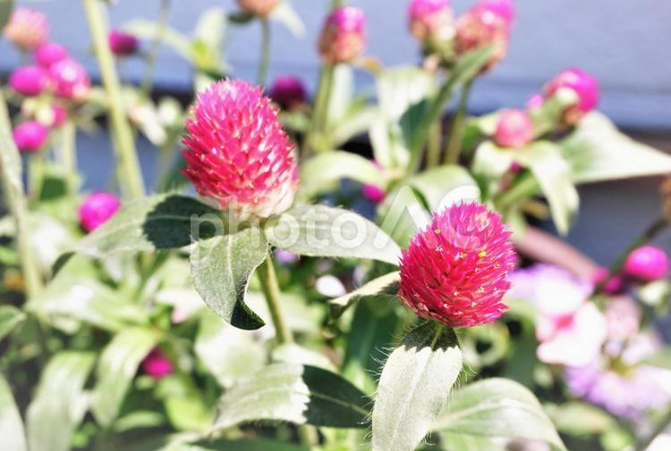鉢植えの夏の花２ 赤い花,鉢植え,赤の写真素材