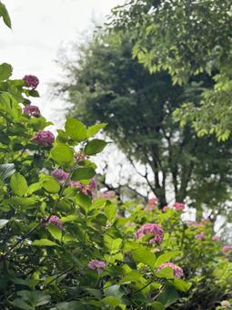 紫陽花 紫陽花の写真