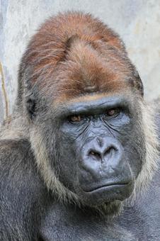 ニシゴリラ ニシゴリラ ニシゴリラ,ニシローランドゴリラ,アフリカの写真素材