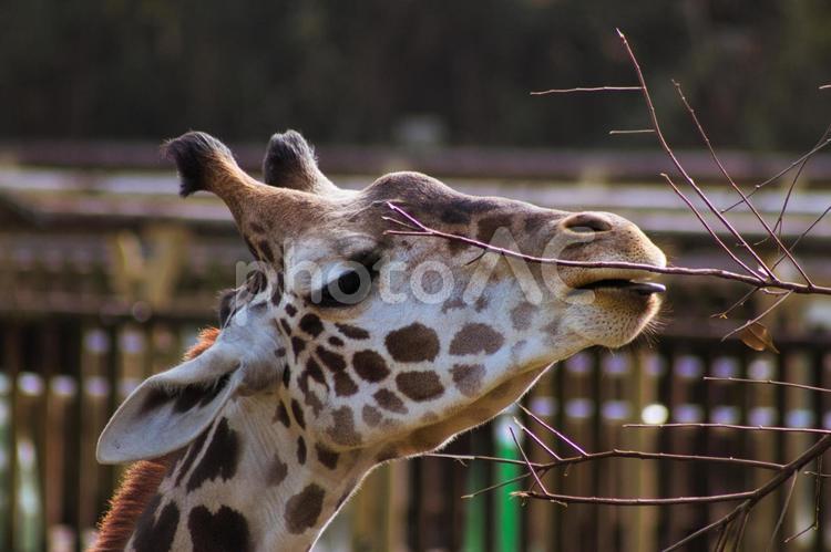 餌を食べるキリン 九州,鹿児島,平川動物園の写真素材