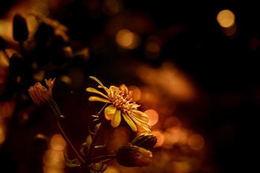 ＜素材＞夕暮れの森の中のツワブキの花 ツワブキ,ツワ,花の写真素材