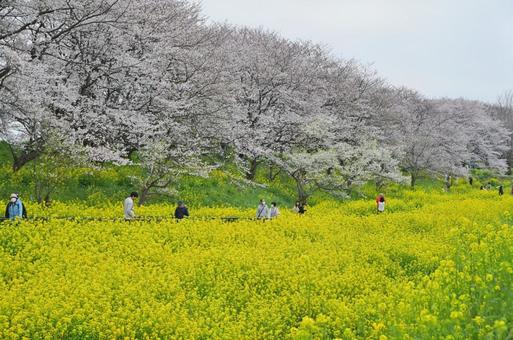 川島町 桜堤 川島町 桜堤の写真