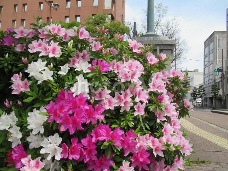 岡山　西川　つつじ 4月,春,つつじの写真素材