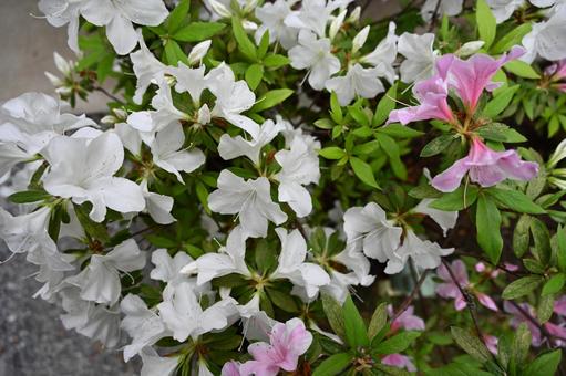 白とピンクのツツジの花が咲く 白とピンクのツツジの花が咲くの写真