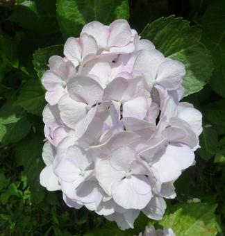 紫陽花003 紫陽花003 あじさい,梅雨,ガーデニングの写真素材