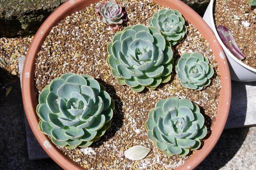 多肉植物の写真