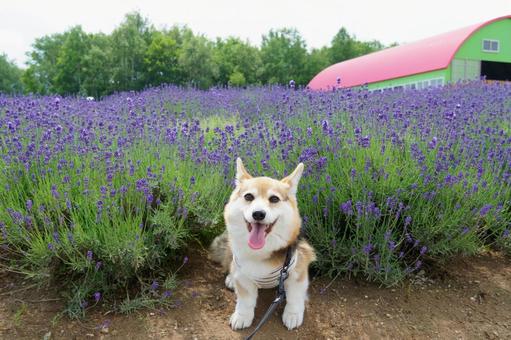 Corgi and Lavender, JPG