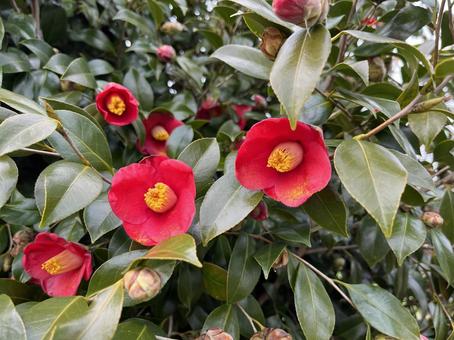 冬を彩る椿の花 椿,赤い花,冬ね花の写真素材