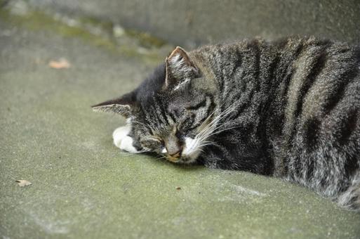 お昼寝中の猫⑤ お昼寝中の猫⑤ 猫,お昼寝中,地域猫の写真素材