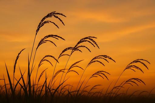 夕暮れに揺れる稲穂 夕暮れに揺れる稲穂の写真