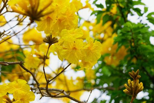 イペーの花 イペーの花の写真