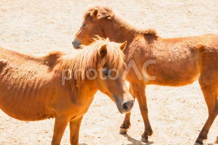 2026年の干支　馬 2026年,干支,午の写真素材
