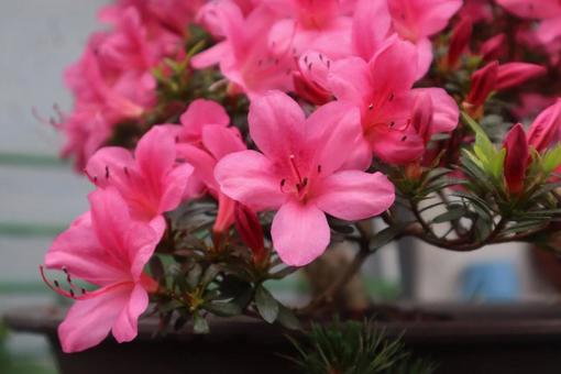 礼儀正しさ 礼儀正しさ サツキツツジ,花,フラワーの写真素材