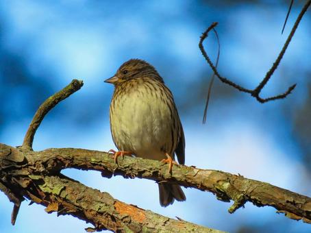 木の枝に留まるアオジ アオジ,野鳥,動物の写真素材