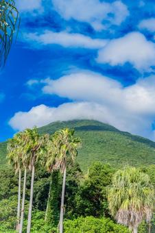 鹿児島　開聞山麓自然公園（トカラ馬牧場） 開聞山麓自然公園,トカラ馬牧場,開聞岳の写真素材