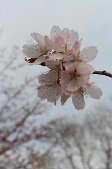 Sakura, JPG Sakura, JPG