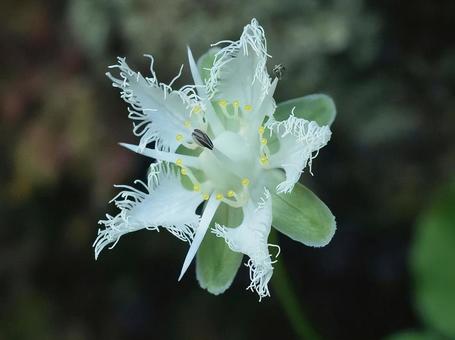 シラヒゲソウの写真