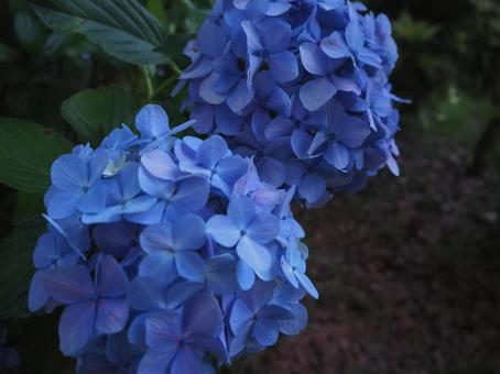 紫陽花 紫陽花の写真