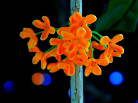 金木犀の花 背景玉ボケ 金木犀の花 背景玉ボケの写真