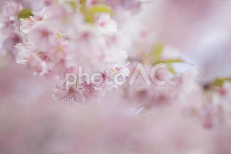 ふんわりとした緋寒桜の花 緋寒桜,ヒカンザクラ,桜の写真素材
