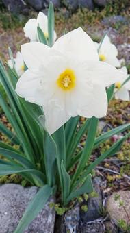 Daffodil, white, part 2, JPG