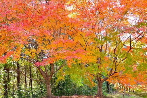 色とりどりの紅葉風景 そのまんま公園,小高い丘,紅葉の写真素材