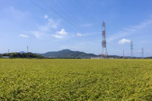 水田37 米,イネ,田の写真素材